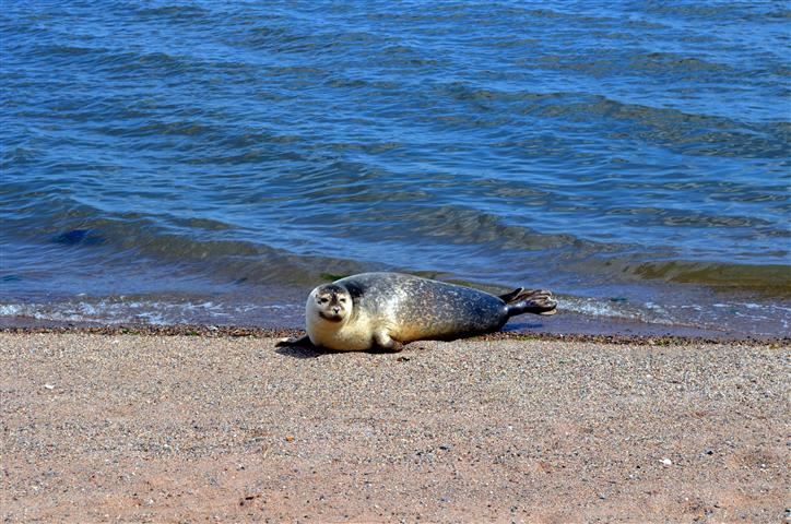 Harbor Seal Catches Some Rays on Dawson Ave. Beach 015 (Small)